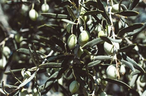 Simona Vivai Spinelli La Frutta che verrà