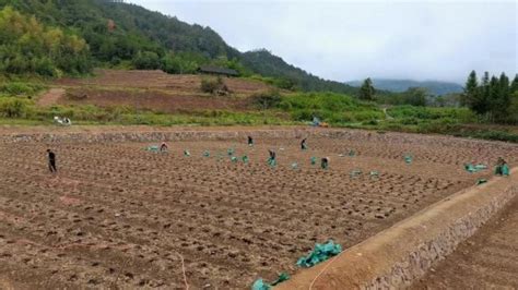 浙江泰顺：机化改造将荒山变粮田，发展壮大村集体经济