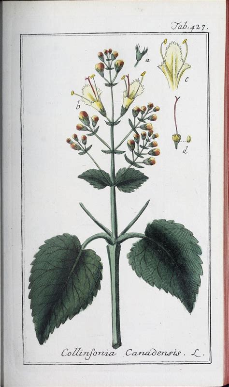 N W Icones Plantarum Medicinalium N Rnberg Auf Flickr