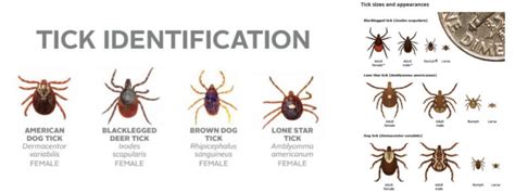 Alpha Gal Syndrome Defense Expert Tick Repellent For Yard