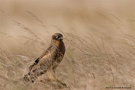 Wildlife photography: Pallid Harrier - young male