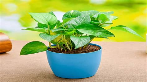 Vastu Tips According To Vastu Shastra Dont Plant Money Plant At The