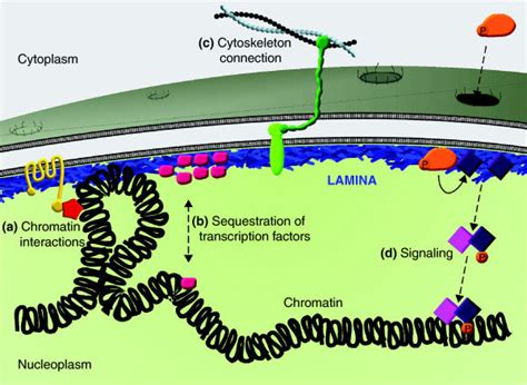 Functions of the nuclear lamina. A cartoon representation of the ...