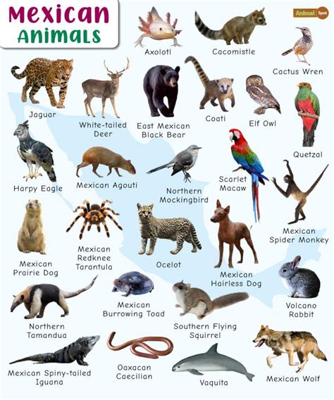 mexican animals facts list pictures