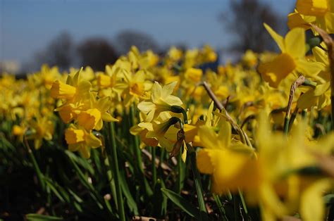 Brezplačna Fotografija Narcis Cvetje Cvet Cvetje Polje Narave