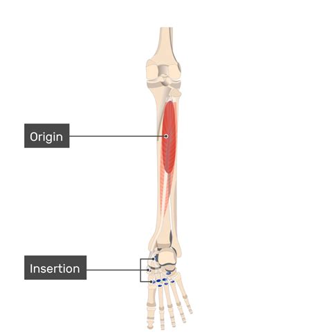 Tibialis Posterior Muscle Attachments Actions And Innervation