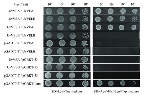 Yeast Two Hybrid Assay For The Analysis Of Interaction Between Uvvea