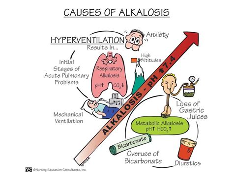 Causes of Alkalosis.jpg: NUR102 _04968_FUNDAMENTALS OF NURSING