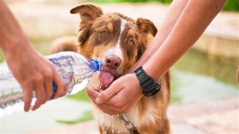 Cu L Es El Tratamiento Para El Golpe De Calor De Un Perro Centre