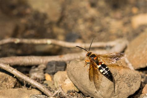 Cicada Killer Wasp Control - Rose Pest Solutions