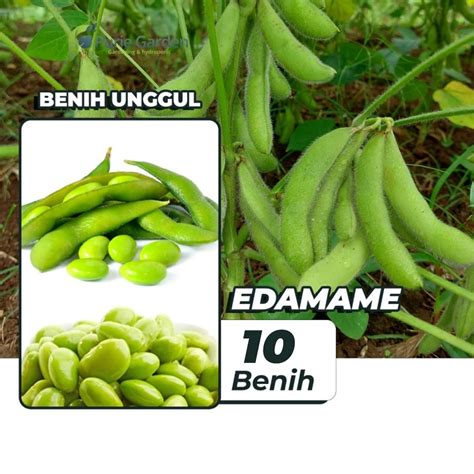 Jual Benih Bibit Edamame Kacang Kedelai 10 Benih Dua Ribuan Shopee