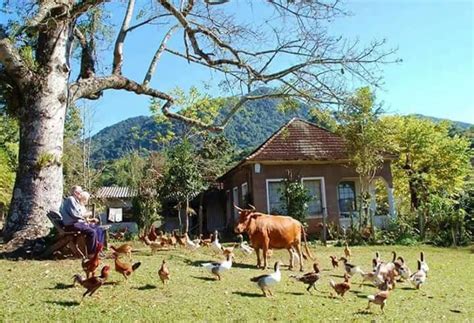 A Man Sitting On A Chair In The Yard Surrounded By Chickens And Cows