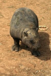 Baby pygmy hippo | Hippoworlds