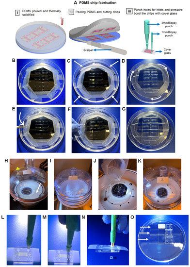 Micromachines Free Full Text A Protocol For Fabrication And On Chip Cell Culture To Recreate