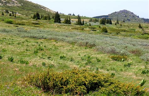 Vitosha Mountains & Cherni Vrah Peak Day Tour From Sofia. Guided & Self ...