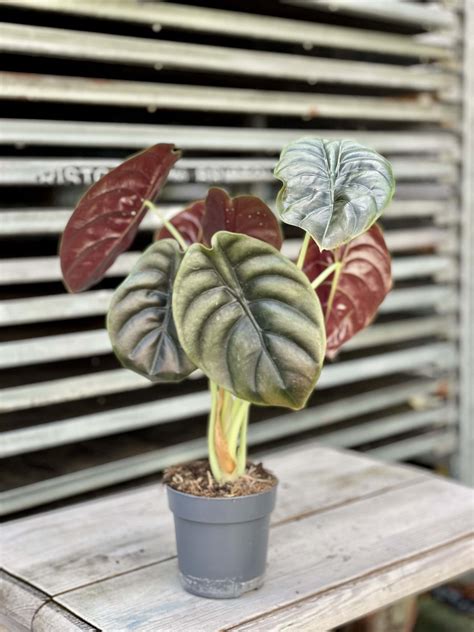 Alocasia Red Secret Jungle Boogie