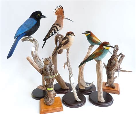 Taxidermy Birds