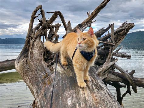 All Terrain Tabby Is At Home On Sand Soil Snow Adventure Cats