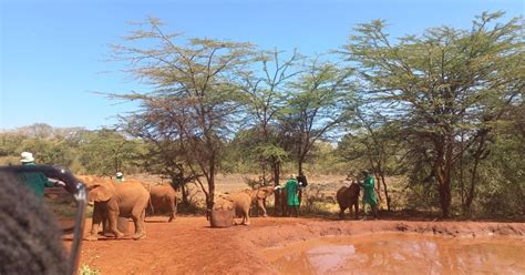 Parco Di Nairobi Sheldrick Elephant Giraffe Centre Karen Blixxen