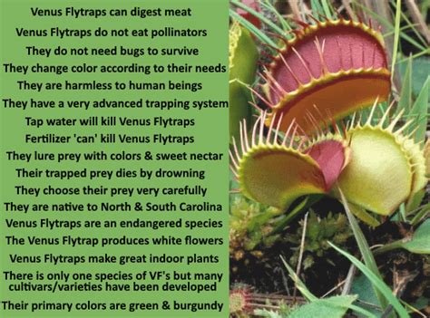 Interesting Facts About Venus Flytraps R Damnthatsinteresting