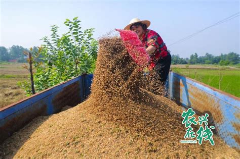 河南光山县“三夏”时节小麦抢收忙 河南农业科技信息网