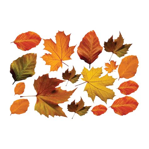 Autumn Leaves Wall Mural Decal Seasonal Wall Decal Murals Primedecals