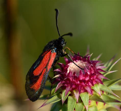 Zygaena Exulans JuzaPhoto