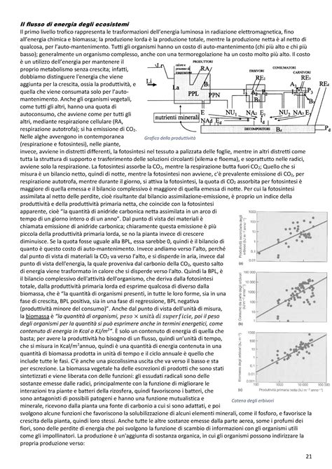 Flusso Di Energia E Catene Alimentari In Ecologia Il Flusso Di