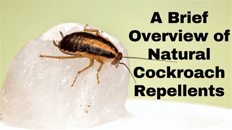 How To Naturally Keep Cockroaches Away From Your Home Easer Lifestyle