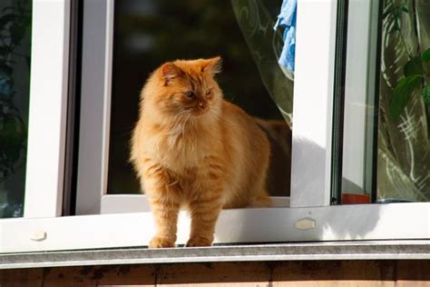 C Mo Encontrar Un Gato Perdido Todos Los Pasos