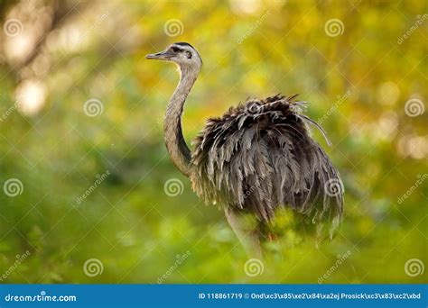 Greater Rhea Rhea Americana Big Bird With Fluffy Feathers Animal In