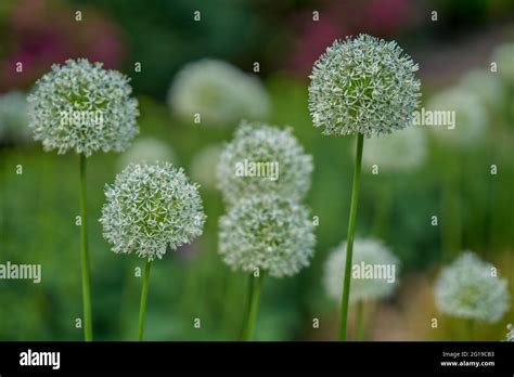 Giant Garlic Flower Flowers Close Up Allium Giganteum Stock Photo Alamy