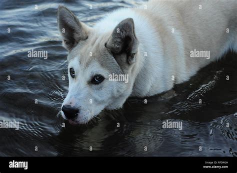 How Much Water Do Huskies Drink