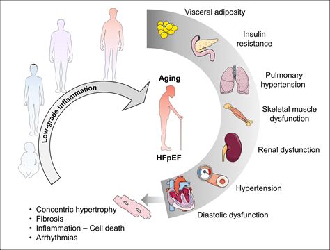 Chronic Lowgrade Inflammation In Heart Failure With Preserved Ejection