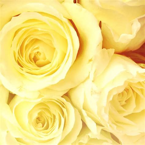 Yellow Roses: Symbolic Meaning