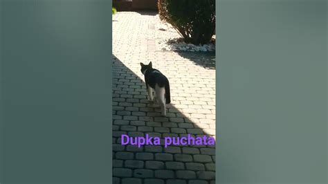 Dupka Puchata Youtube