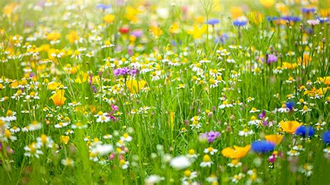 Wildflower Meadows Are Saving The Bees And Making Us Feel Great Too Huffpost Uk Life