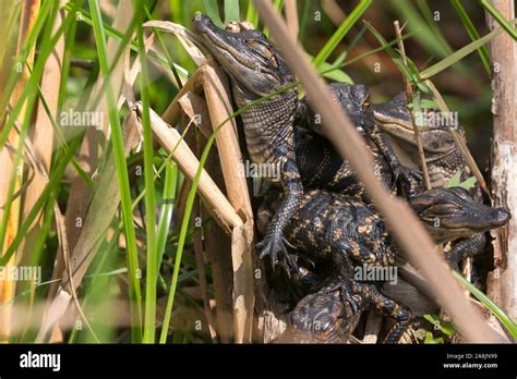 Wild Baby Alligators Staying Warm In The Sun In Everglades National