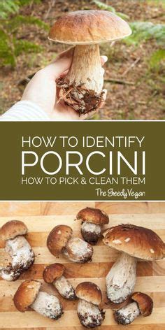 9 How To Identify Porcini Mushrooms Ideas Stuffed Mushrooms Wild