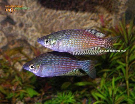 Red Striped Rainbowfish Melanotaenia Rubrostriata