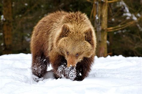 Cute Little Brown Bear Cub Playing on a Lawn Stock Image - Image of ...