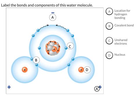 [Solved] Label the bonds and components of this water molecule ...