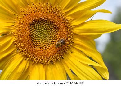 Honey Bee Landing On Sunflower Stock Photo Shutterstock