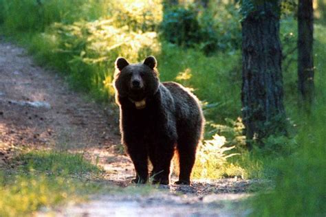 Abbattuto in Trentino lorso M91 è la terza uccisione in meno di 10