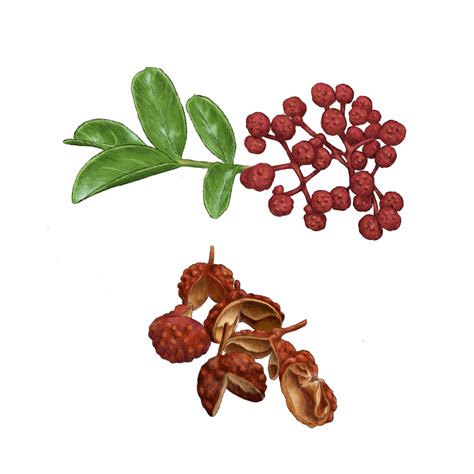 Peppercorn Png Free Image Png All