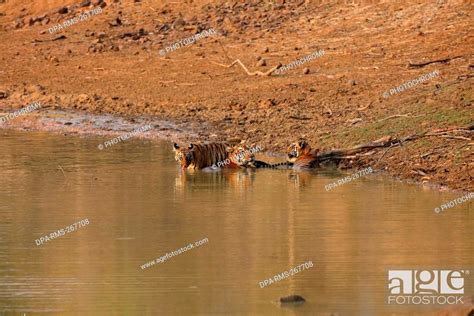 Tiger, tadoba andhari tiger reserve, chandrapur, Maharashtra, India ...