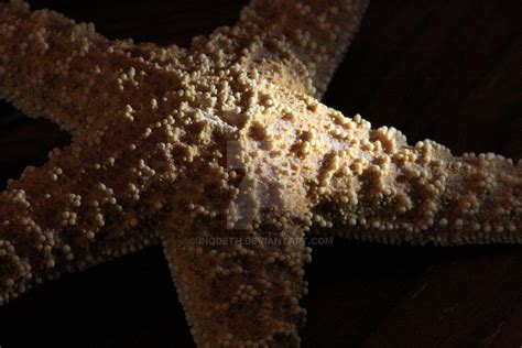 Starfish By Inqdeth On Deviantart