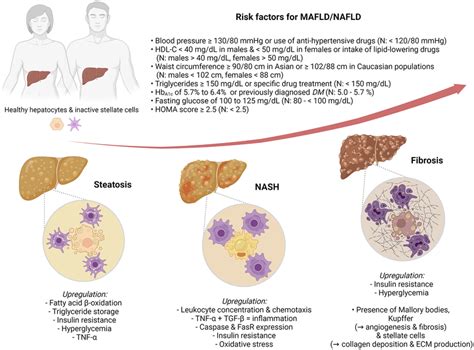 Metabolic Dysfunction Associated Fatty Liver Disease Download Scientific Diagram