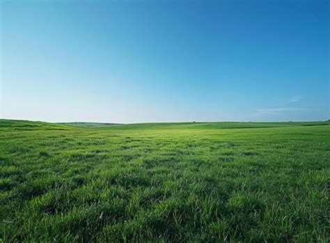 Premium Photo Grass Field Under Blue Sky