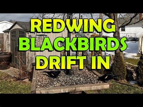 Redwing Blackbirds Show Up at the Feeder! : r/birdfeeding